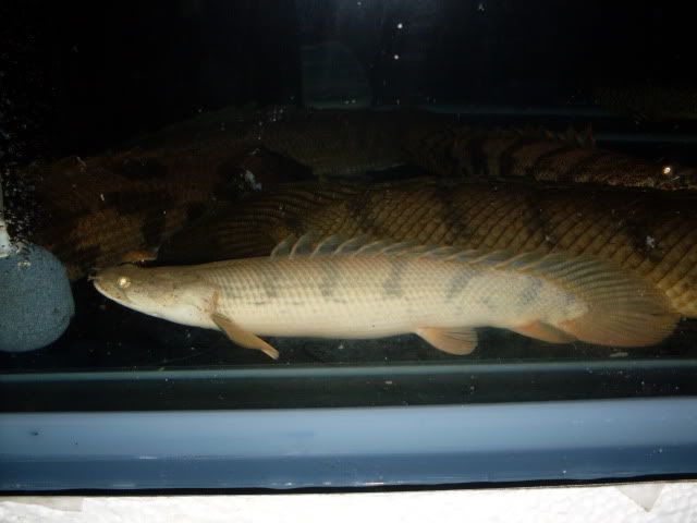 SDC11133.jpg