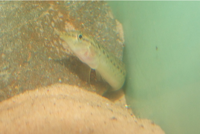 120509SpinyEel.jpg