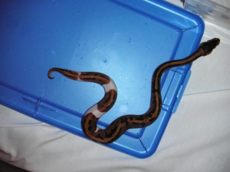 BallPythons007.jpg