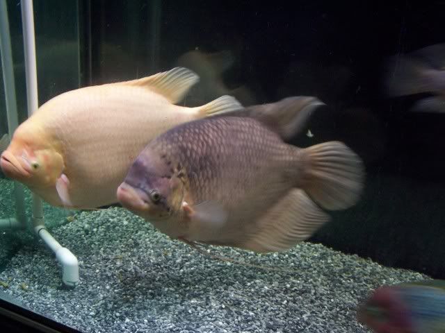 GiantGouramy002.jpg