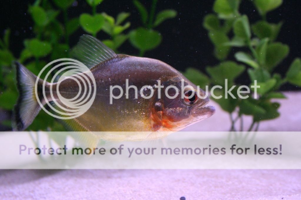fish023.jpg