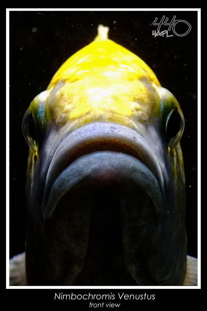 venustusfrontal.jpg