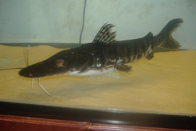 DSCF3352.jpg