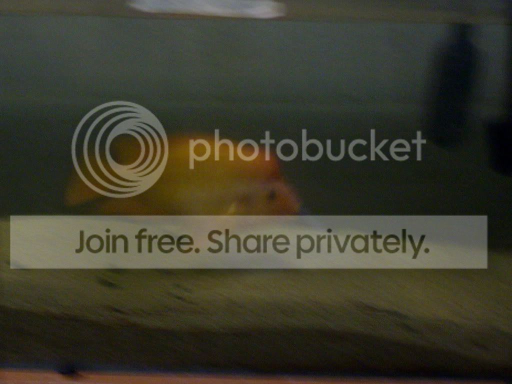 IMGP0140-1.jpg