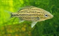 syncomistes_butleri_Oolloo_Juvenile.jpg