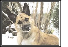 quizzicaldog.jpg