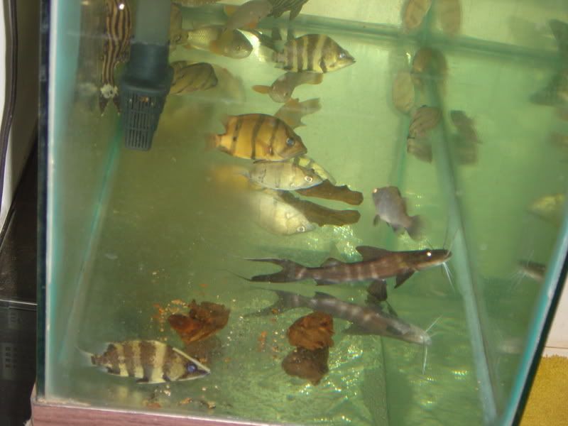 august009.jpg