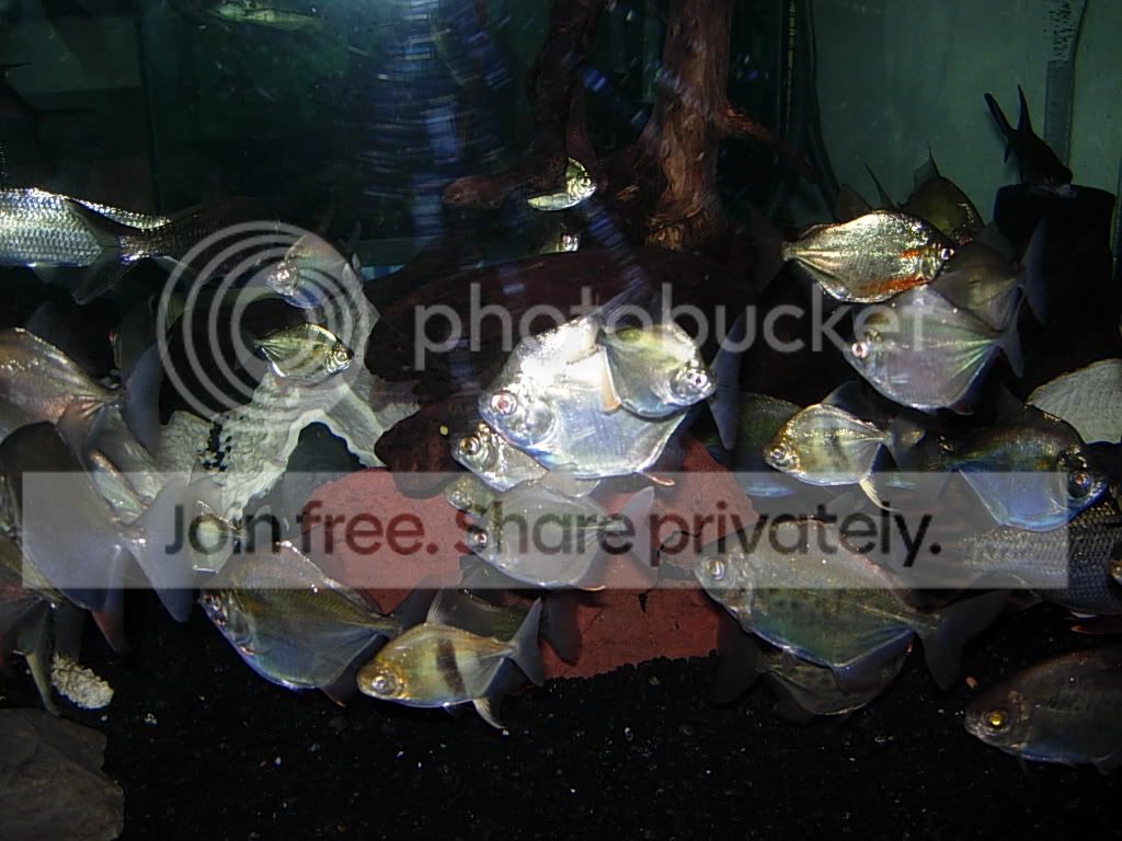 silvers007.jpg
