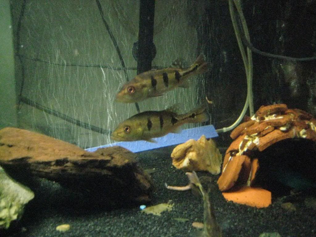 newcichla143.jpg