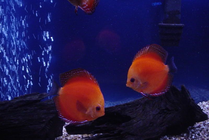 DSC03535.jpg