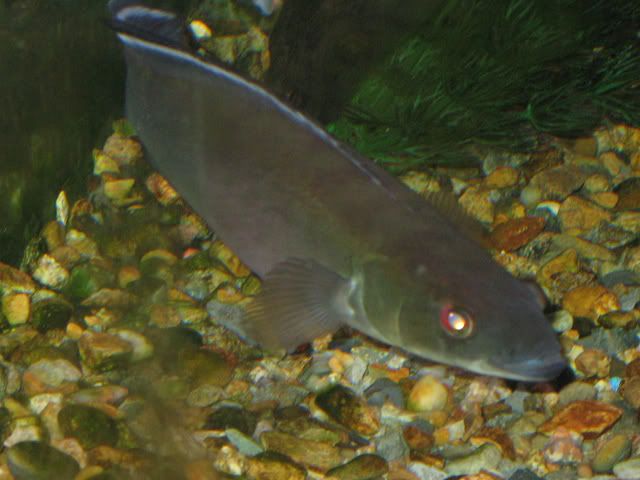 CrenicichlaJohanna10.jpg