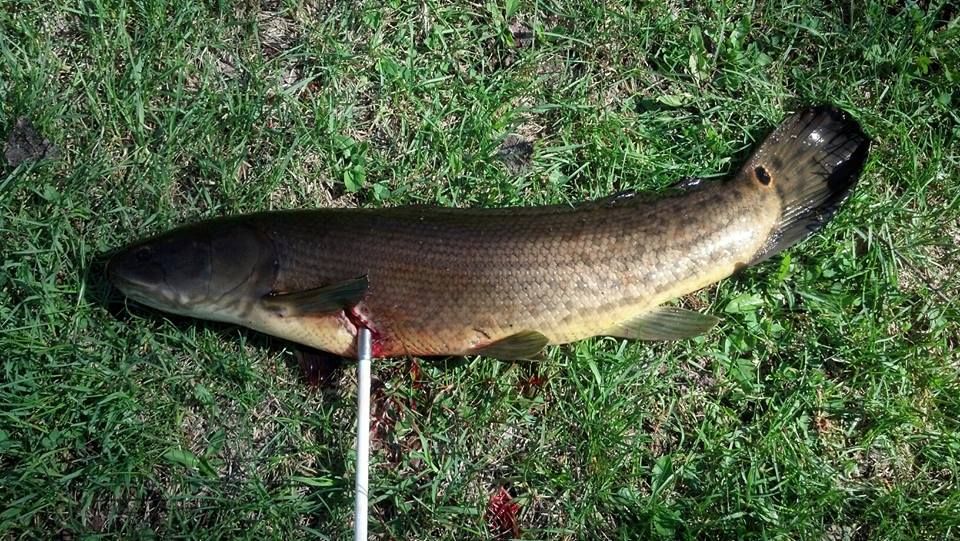 dogfish1_zps34f254cb.jpg