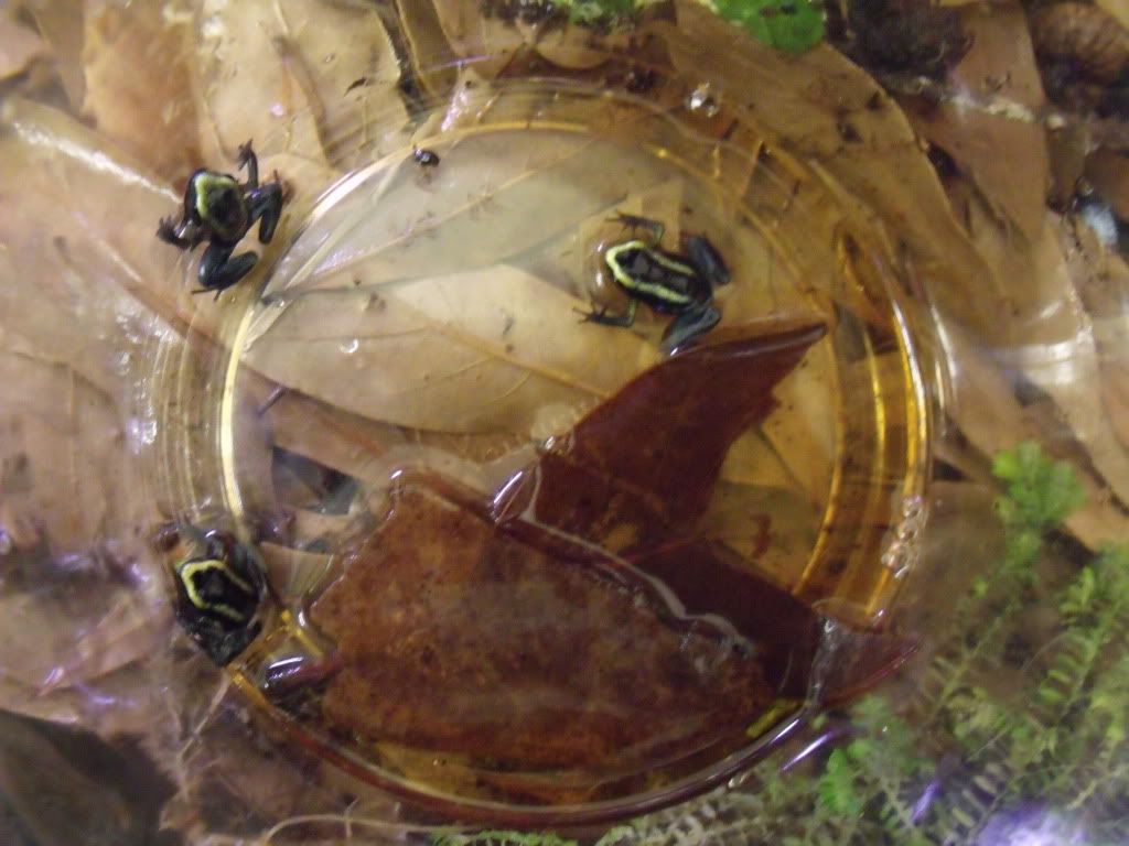 2011_0331newstuff0005.jpg