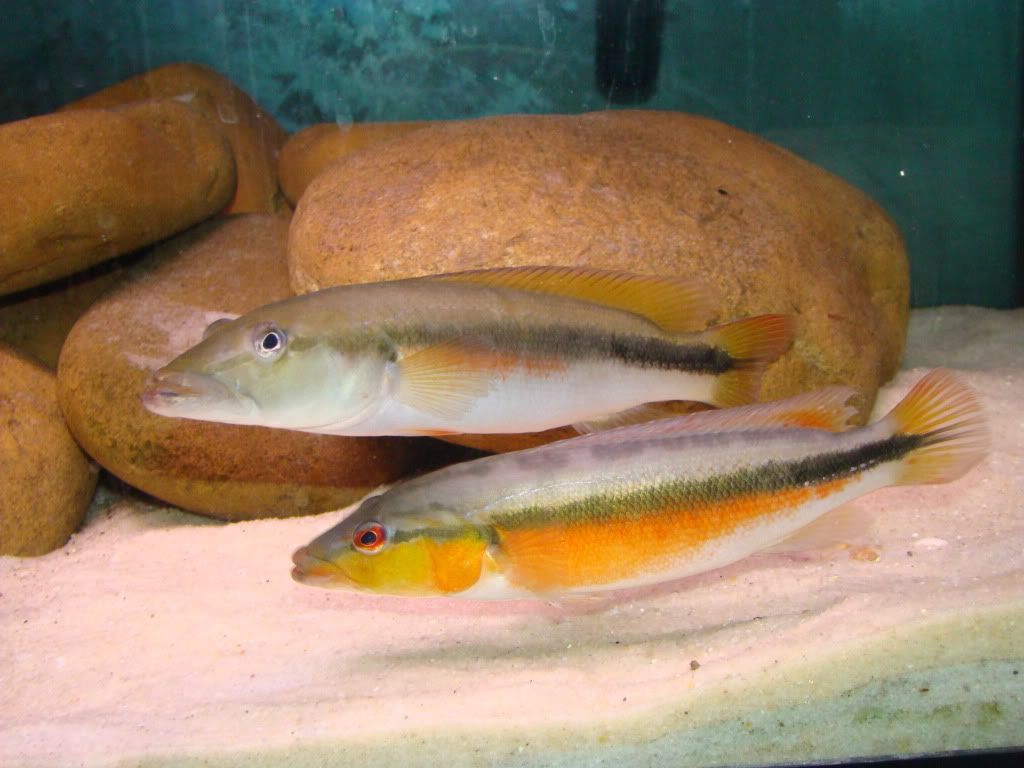 DSC02386.jpg