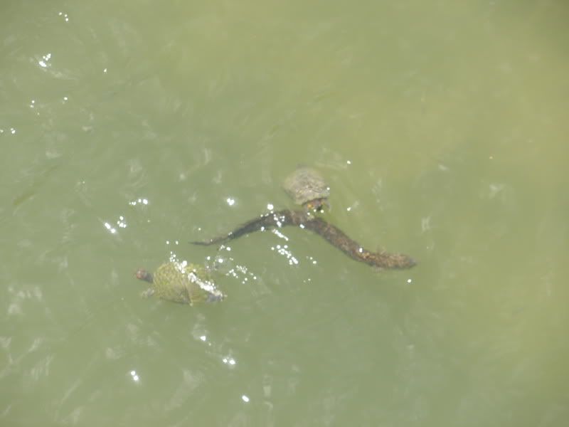 eel.jpg
