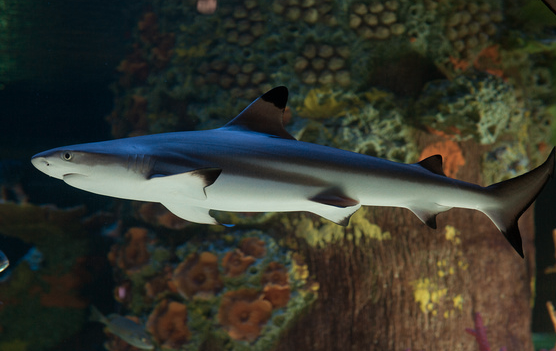 Blacktipreefshark_zps429de9ac.png