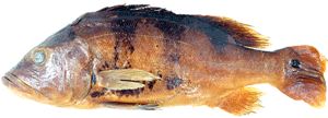 pleiozona.gif
