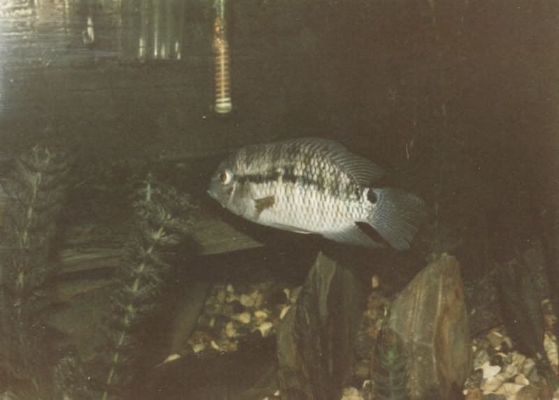 mysteryfish15.jpg