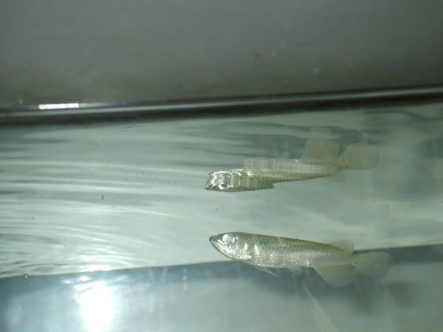 DSCF1276.jpg