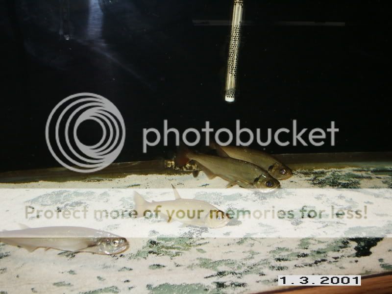 PICT9501.jpg