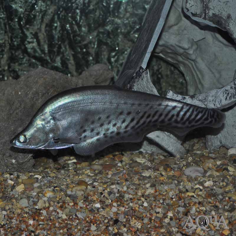www.aqua-imports.com