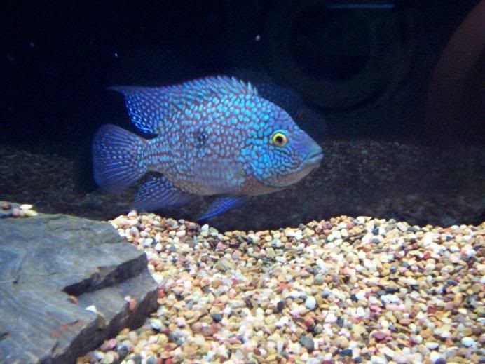 Carpinte37.jpg
