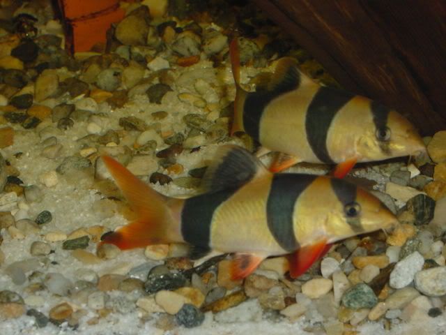 ClownLoachPair01.jpg