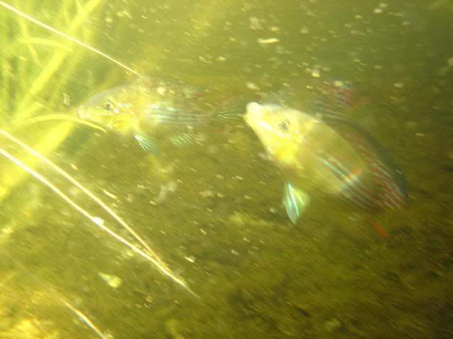 DSC00342.jpg