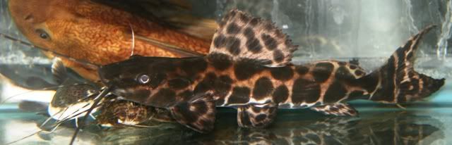MarbleAchara2-1.jpg