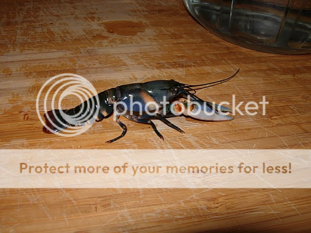crayfish003.jpg