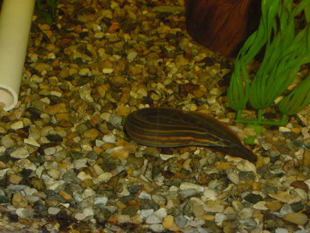 FireEel03.jpg