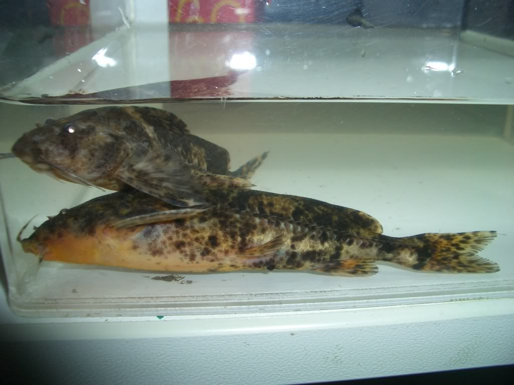 CIMG0101-1.jpg