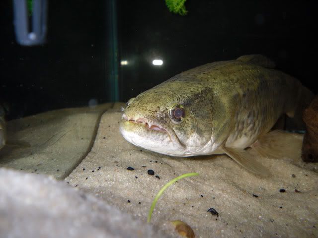 wolf-fish1.jpg