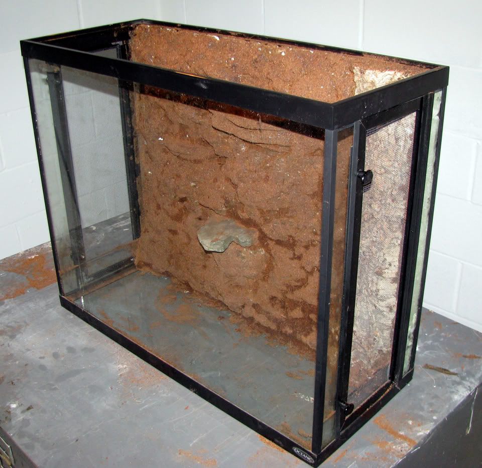 New Crested Gecko Tank Build | MonsterFishKeepers.com