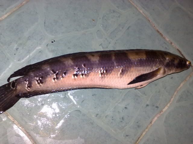 29042010603.jpg