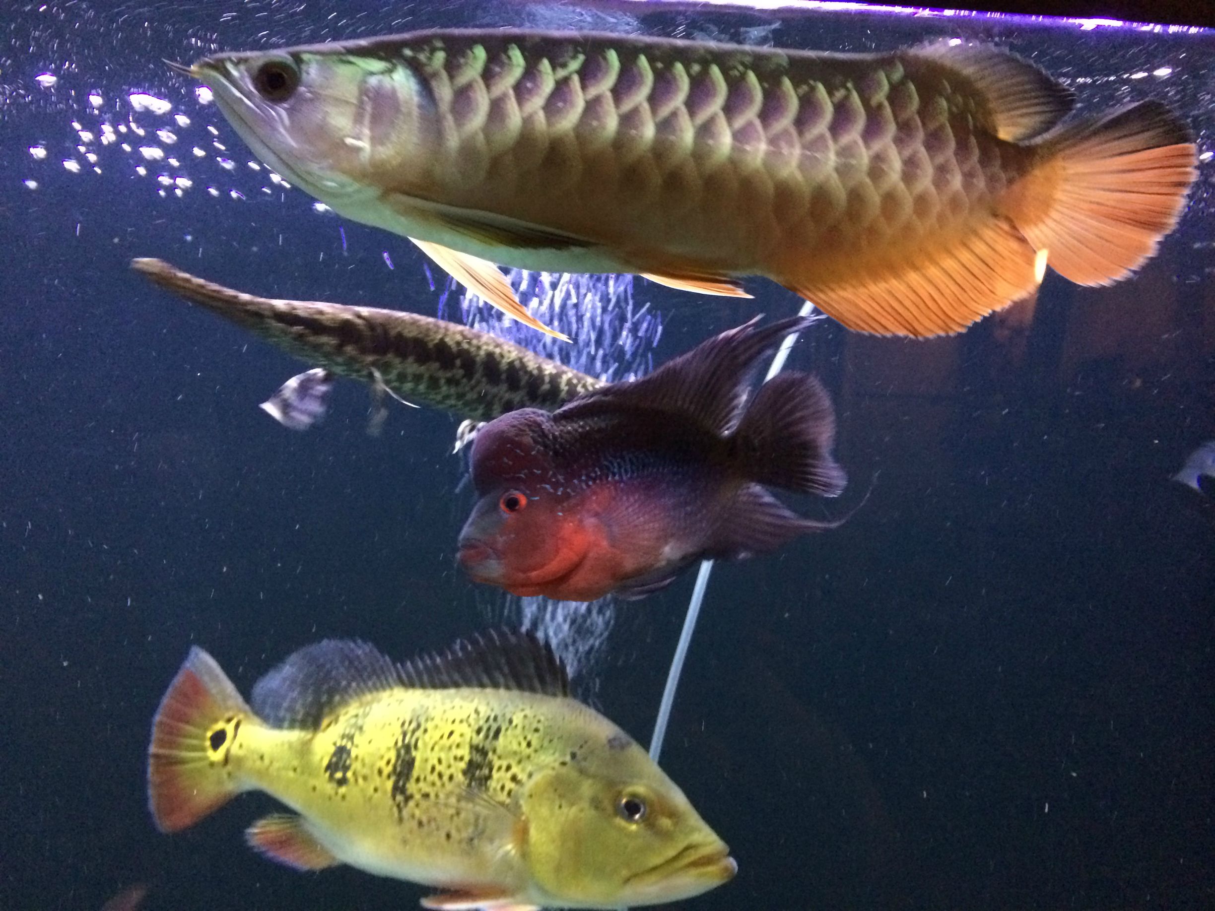 Sharing my 200g Arowana x Flowerhorn community (VATF x Kelberi x