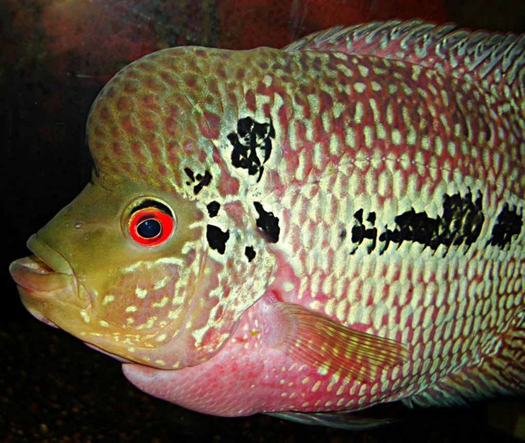 lychee.jpg