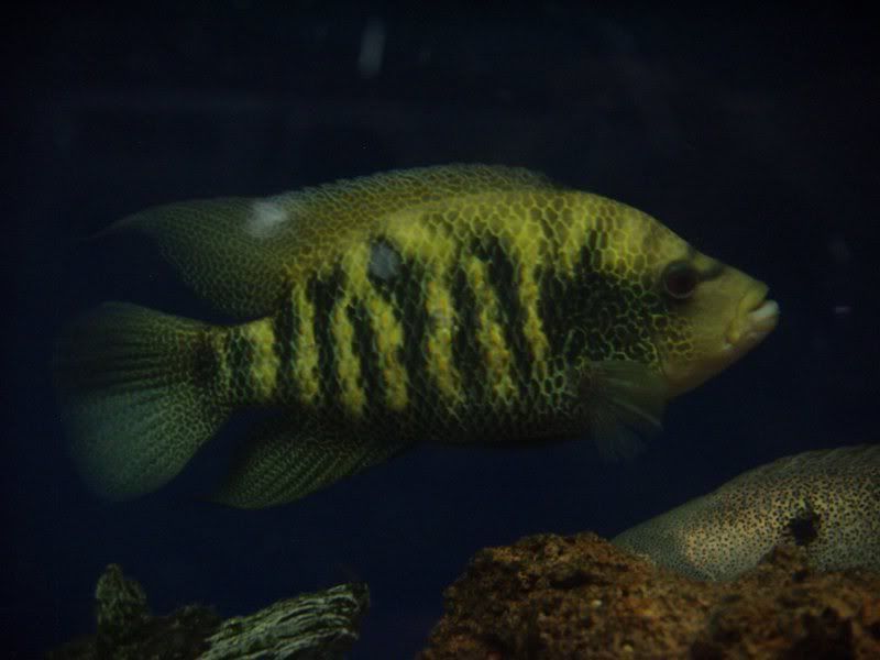 monsterBeani1.jpg