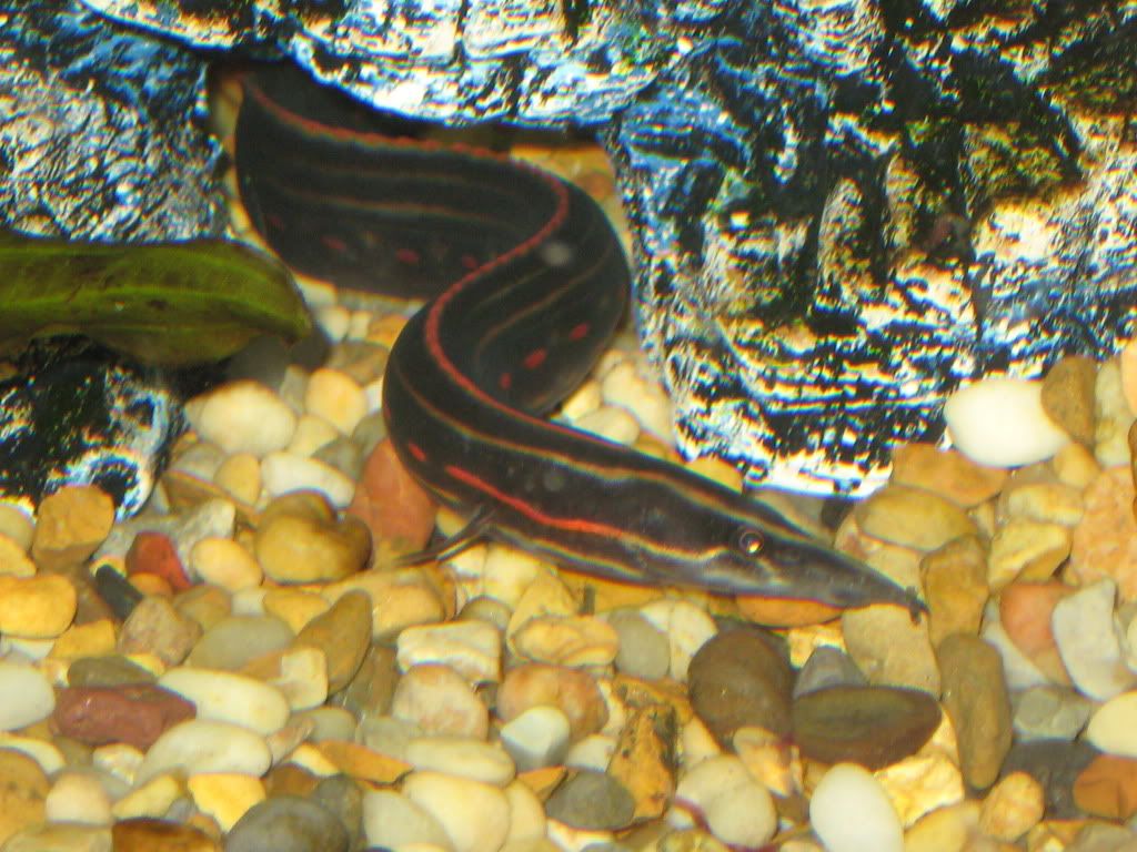 FireEEL014.jpg