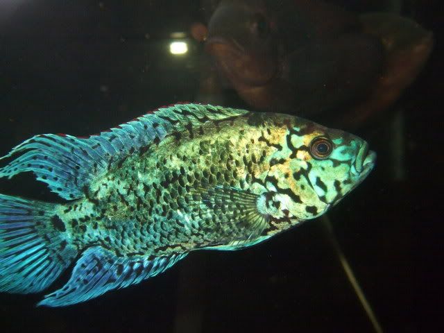DSCF0173.jpg