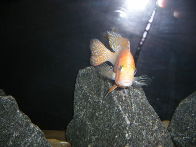 strawberrypeacock005.jpg