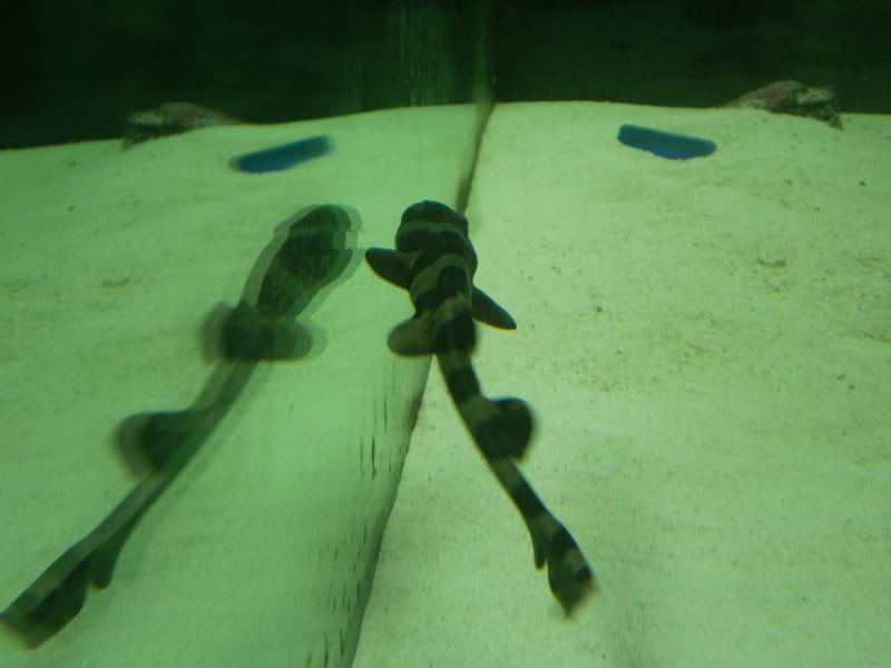 CustomReef023.jpg