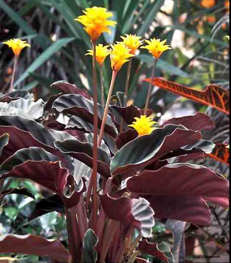 123calathea%20crocata.jpg