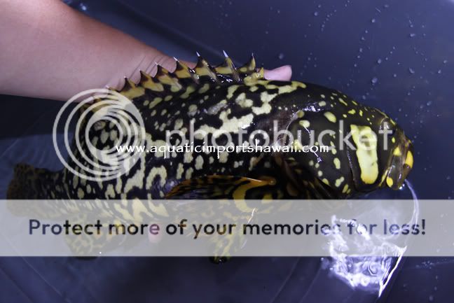 bumblebeeinhand2.jpg