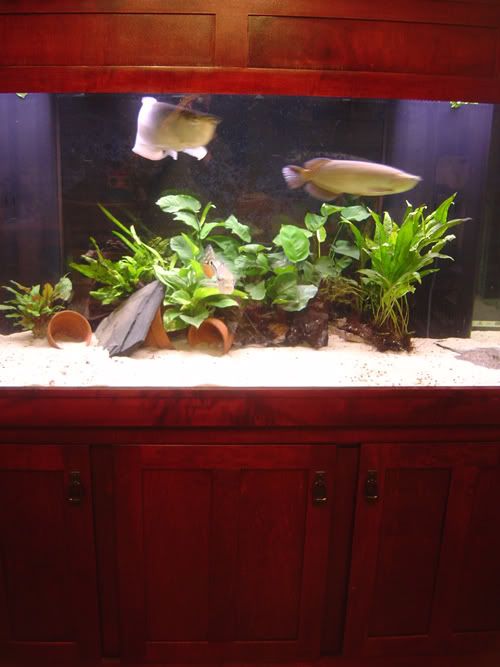 PlantedTankShot.jpg
