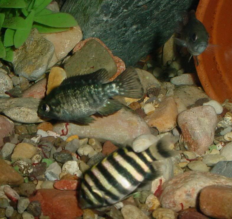 112508BUTTERKOFERI.jpg