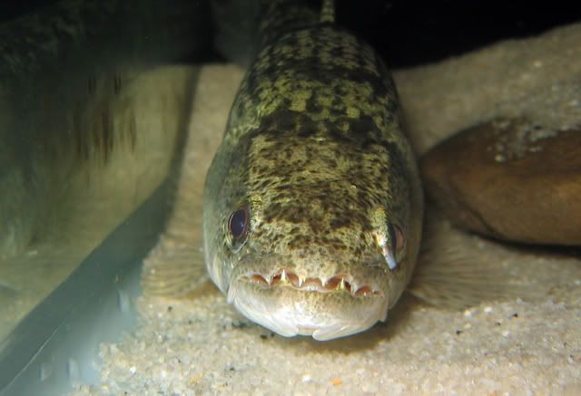 Wolf-Fish-7inch1.jpg