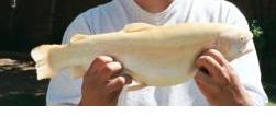 albino-trout-b.jpg