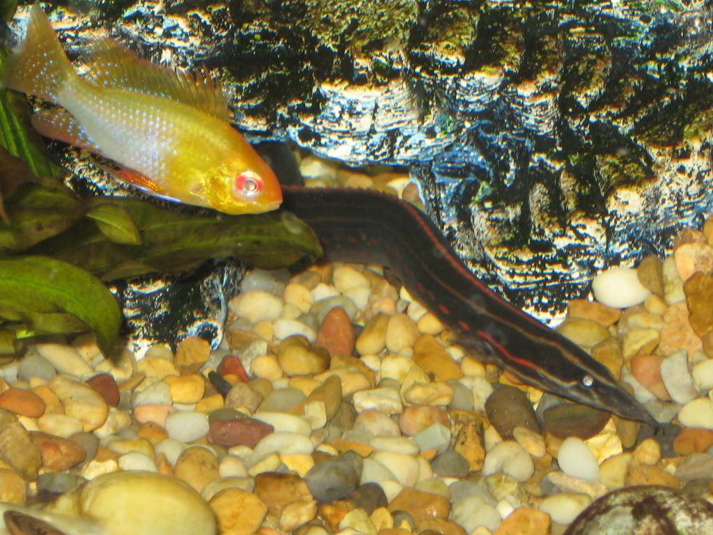 FireEEL027.jpg
