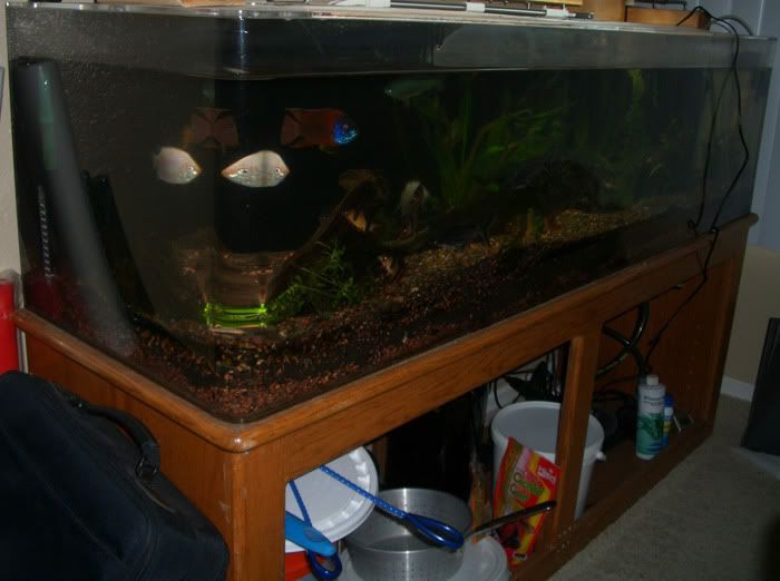 planted_tank2.jpg